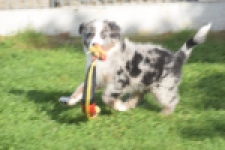 Australische herdershond (reu) 48807
