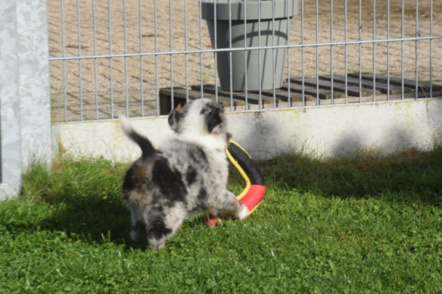 Australische herdershond (reu) 48807