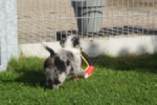 Australische herdershond (reu) 48807