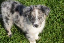 Australische herdershond (teef) 58348