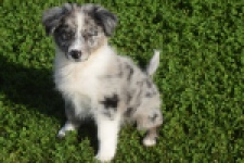 Australische herdershond (teef) 58348