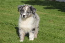 Australische herdershond (teef) 58348