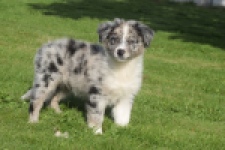 Australische herdershond (teef) 58348