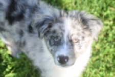 Australische herdershond (teef) 58348