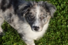 Australische herdershond (teef) 58348