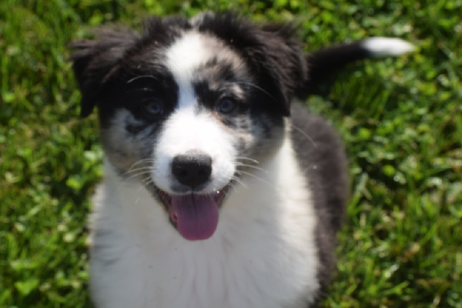 Australische herdershond (teef) 58343