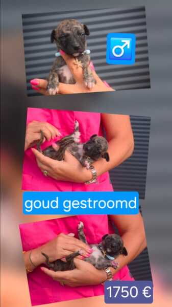 Whippet reutje 🩵