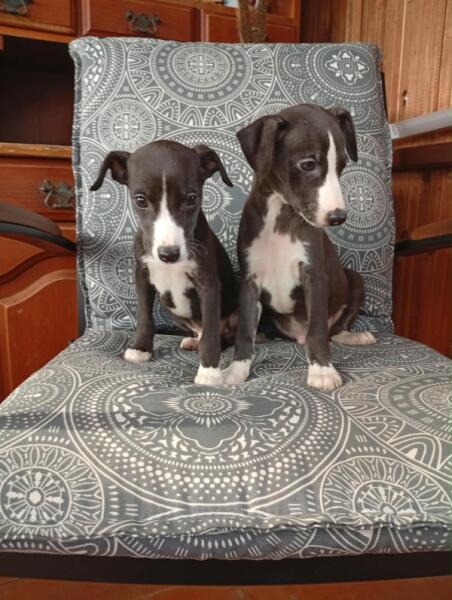 Whippet nestje Nova zwart wit