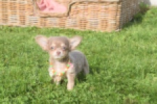 Chihuahua (reu) 48907