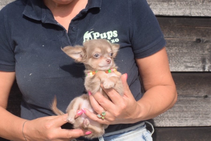 Chihuahua (reu) 48907