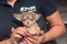 Chihuahua (reu) 48907