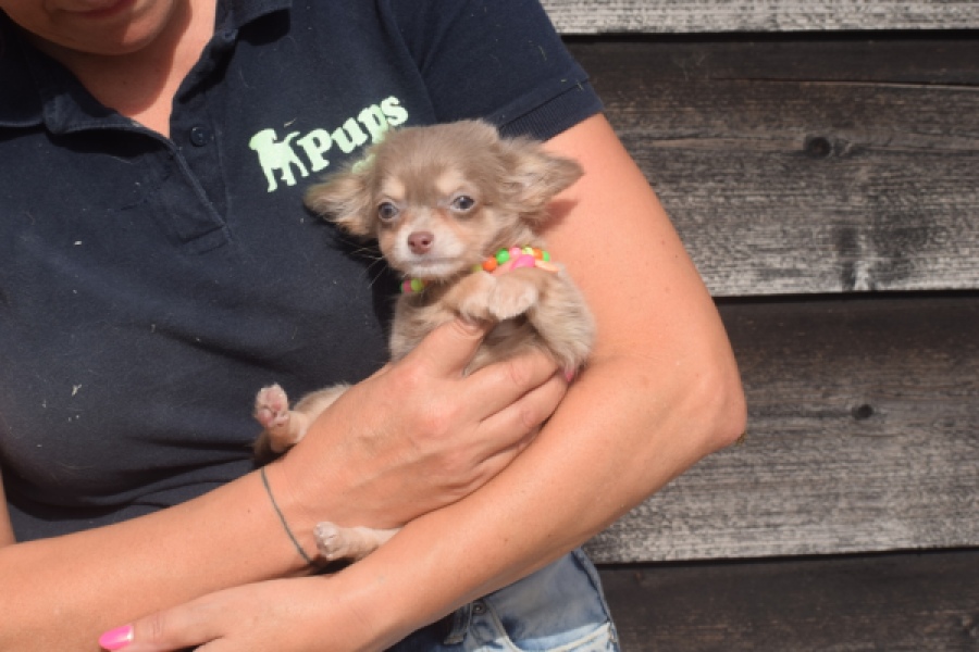 Chihuahua (reu) 48907