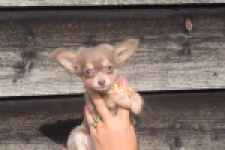 Chihuahua (reu) 48907