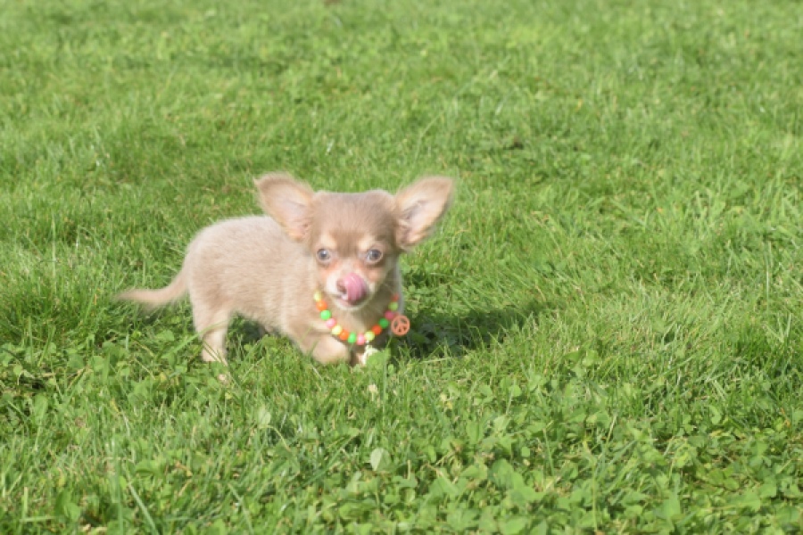 Chihuahua (reu) 48907