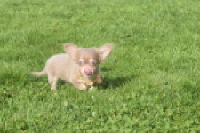Chihuahua (reu) 48907