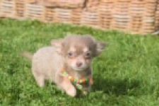 Chihuahua (reu) 48907
