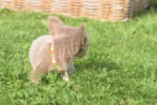 Chihuahua (reu) 48907