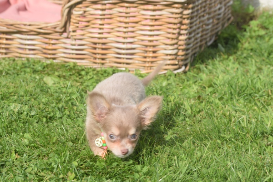 Chihuahua (reu) 48907