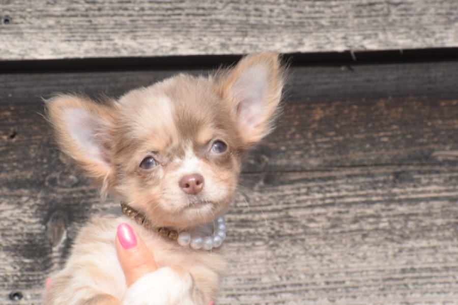 Chihuahua (teef) 48917