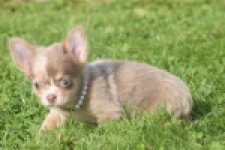 Chihuahua (teef) 48917