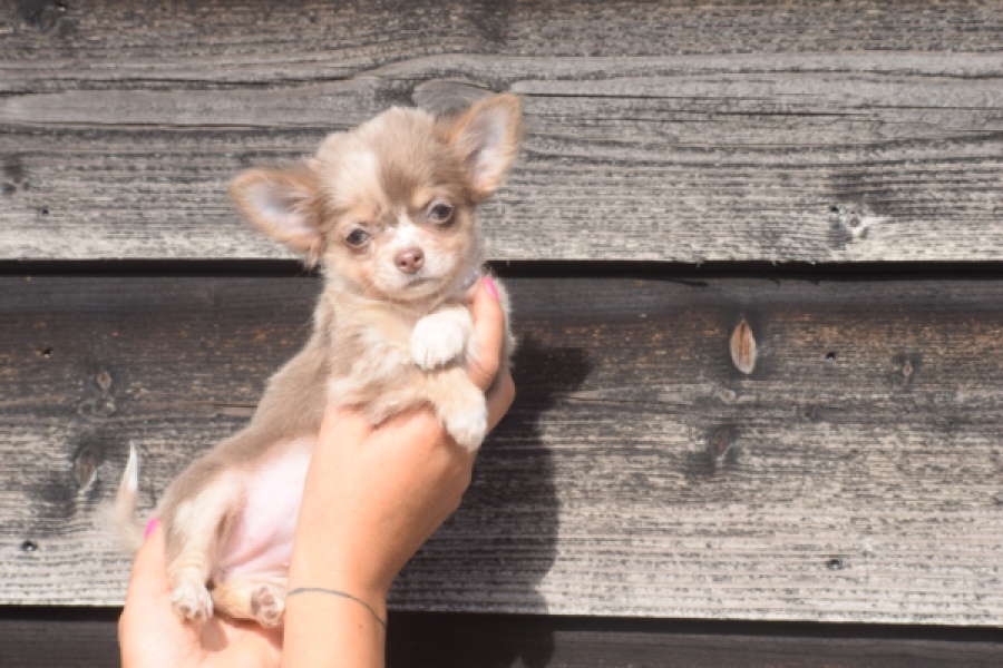 Chihuahua (teef) 48917