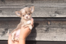 Chihuahua (teef) 48917