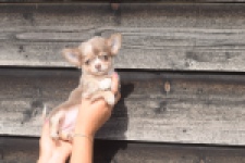 Chihuahua (teef) 48917