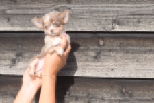 Chihuahua (teef) 48917