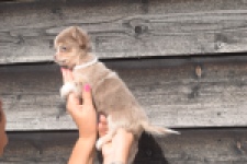 Chihuahua (teef) 48917