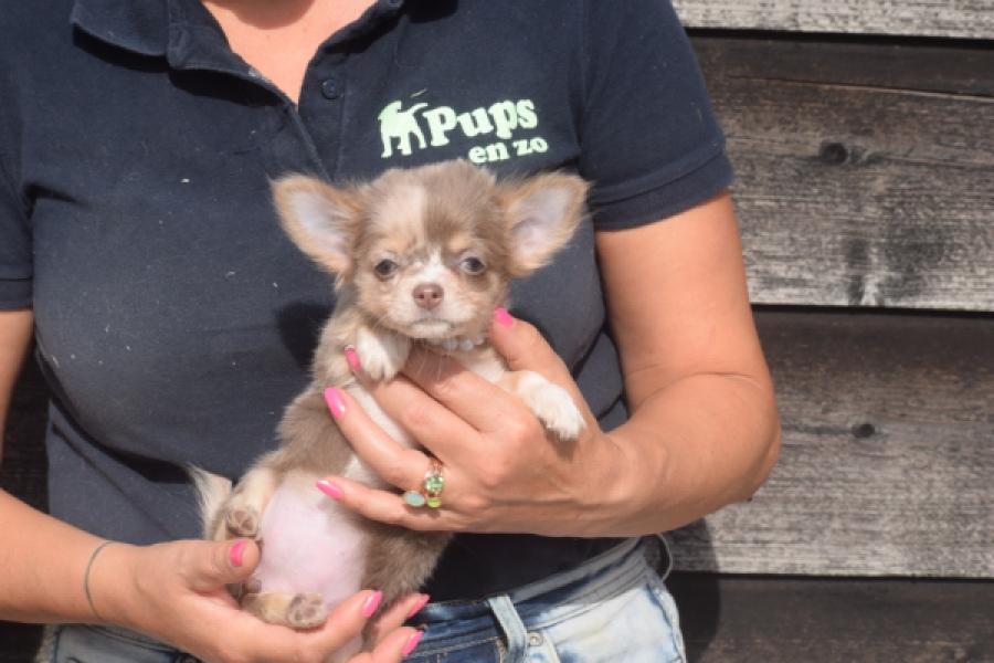 Chihuahua (teef) 48917
