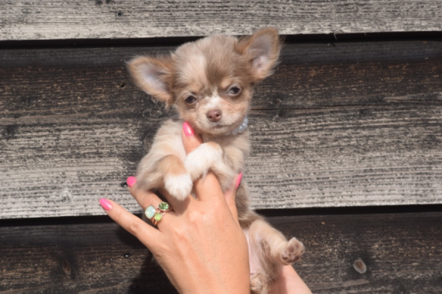 Chihuahua (teef) 48917