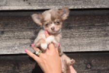 Chihuahua (teef) 48917