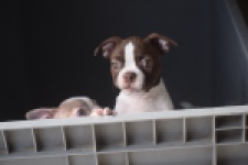 Boston Terrier (reu) 50252