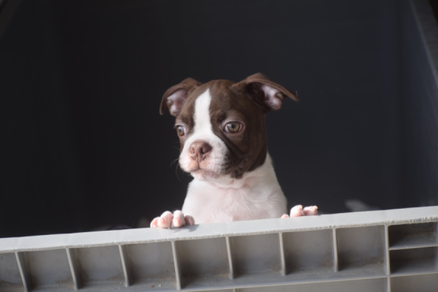 Boston Terrier (reu) 50252