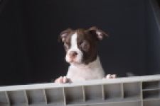Boston Terrier (reu) 50252