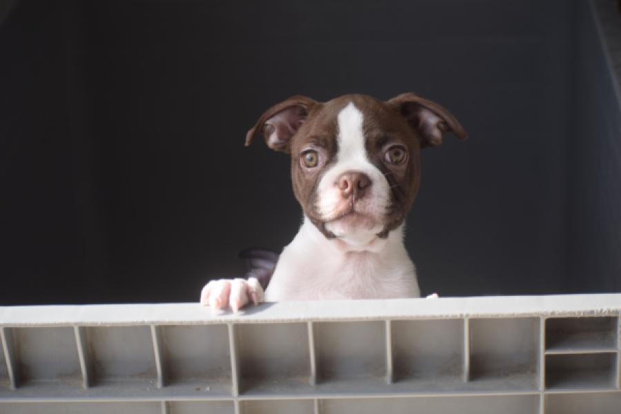 Boston Terrier (reu) 50252