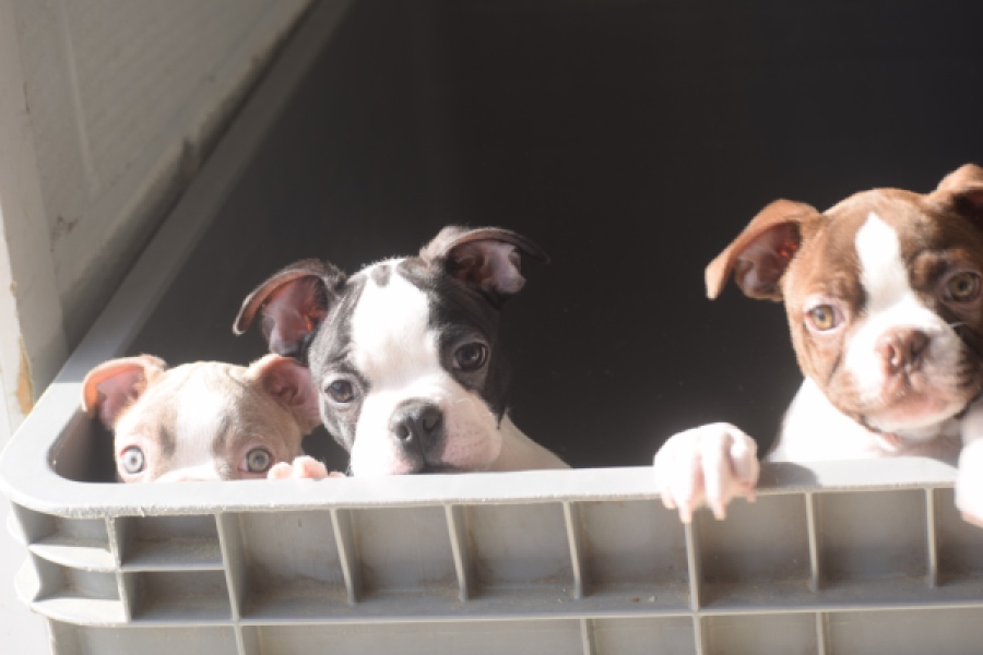 Boston Terrier (reu) 50252