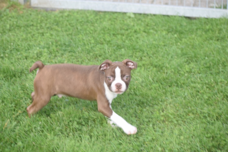 Boston Terrier (reu) 50252
