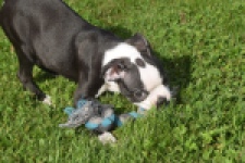 Boston Terrier (reu) 50256