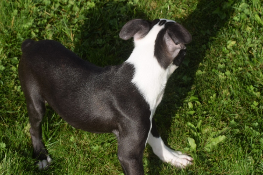 Boston Terrier (reu) 50256