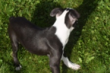 Boston Terrier (reu) 50256