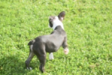 Boston Terrier (reu) 50256