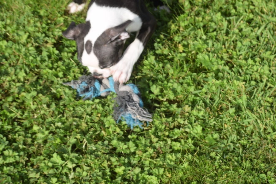 Boston Terrier (reu) 50256