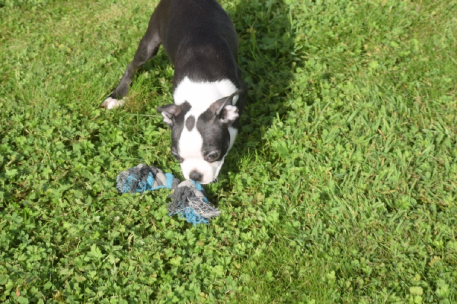 Boston Terrier (reu) 50256