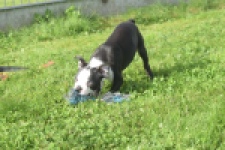 Boston Terrier (reu) 50256
