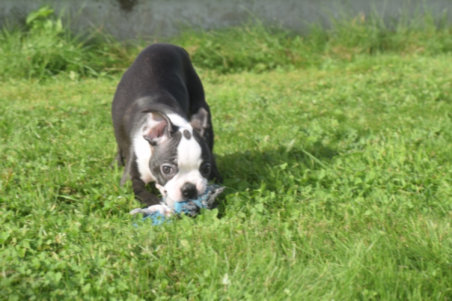 Boston Terrier (reu) 50256