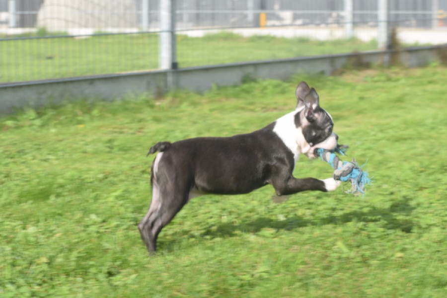 Boston Terrier (reu) 50256