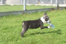 Boston Terrier (reu) 50256