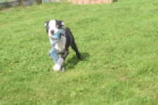 Boston Terrier (reu) 50256