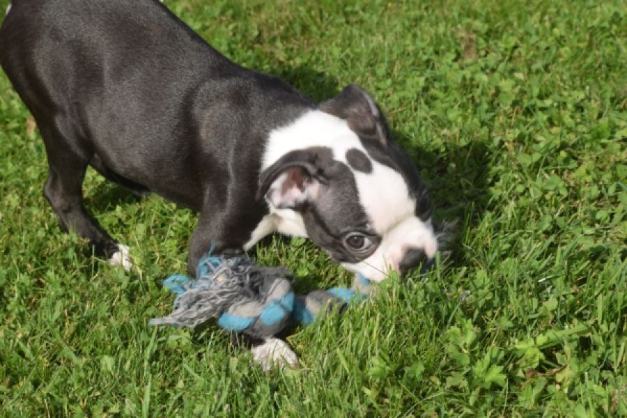Boston Terrier (reu) 50256
